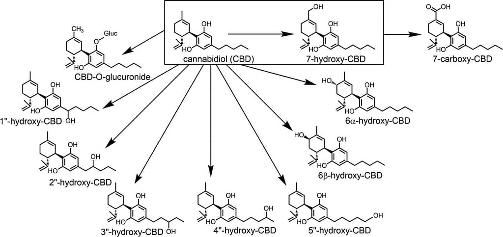 CBD and Cytochrome P450 Enzymes