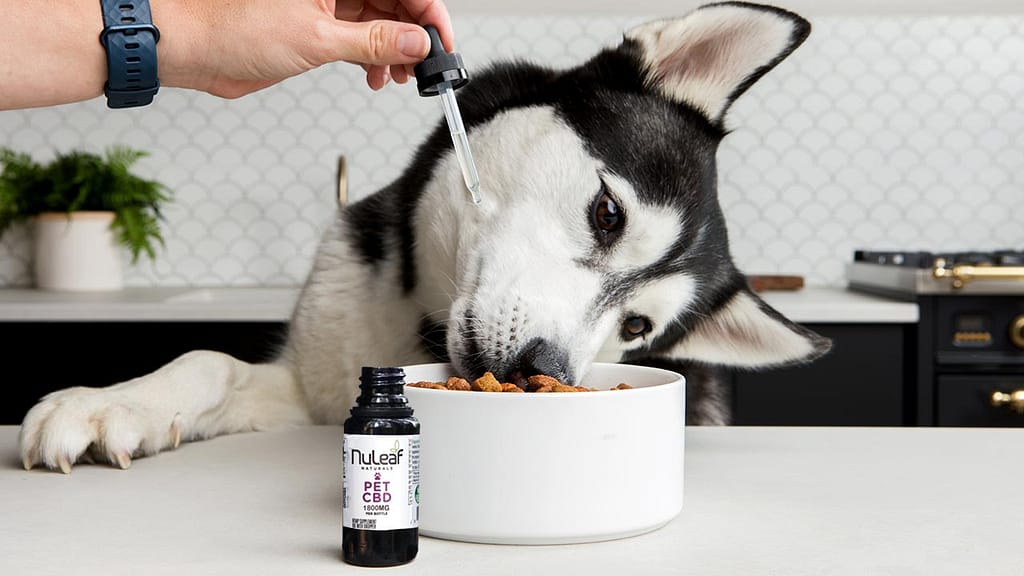 What is CBD and How Does It Work in Dogs?