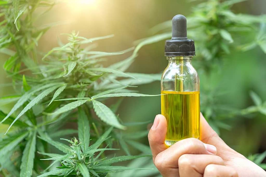 What is CBD and Its Mechanisms ?