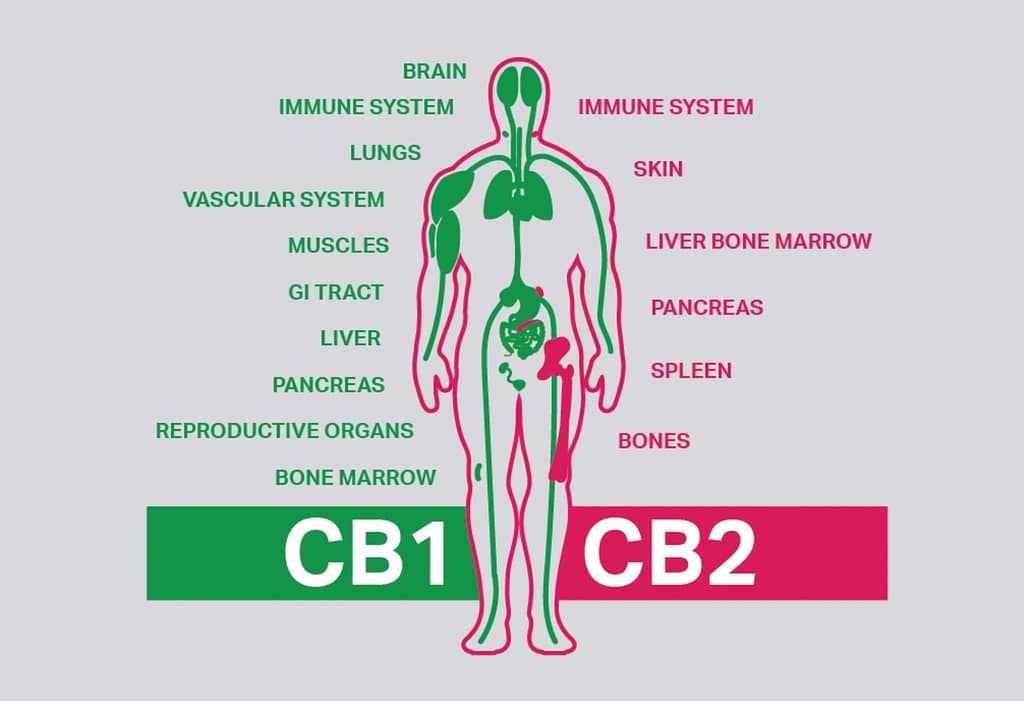 CBD and Its Effects on the Endocannabinoid System