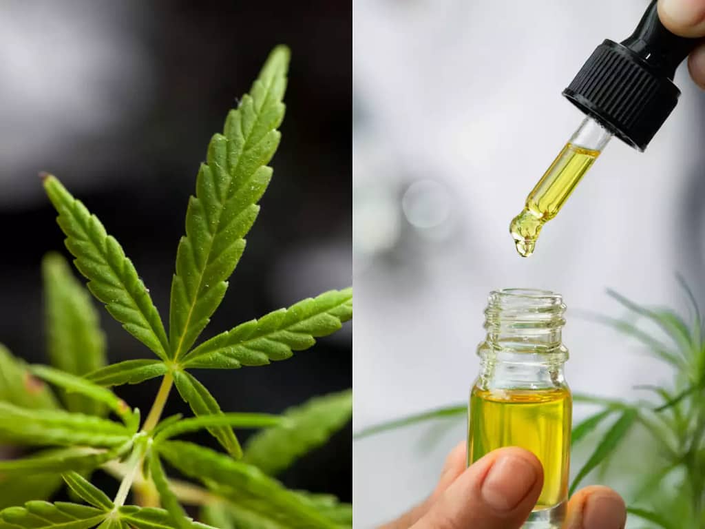 What is CBD Oil ?