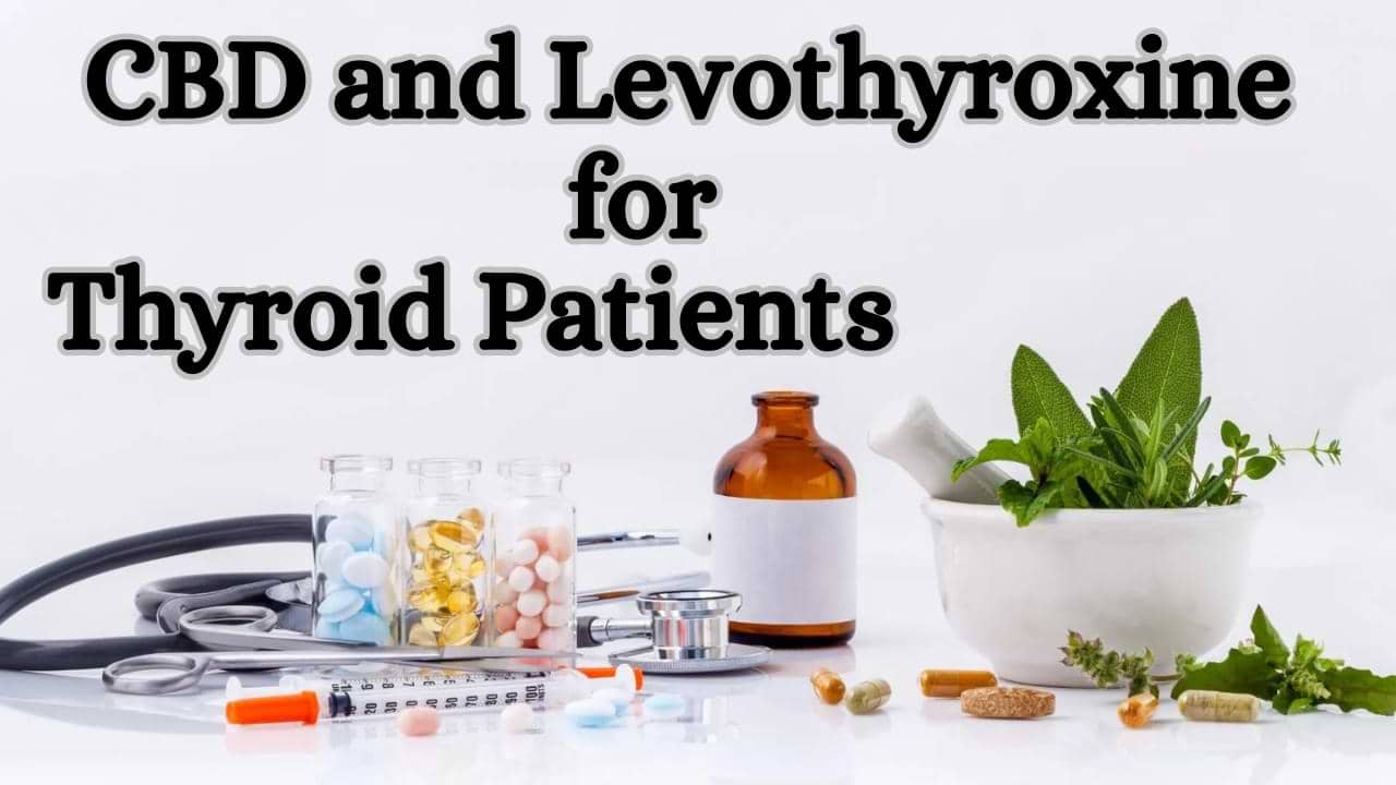 CBD and Levothyroxine