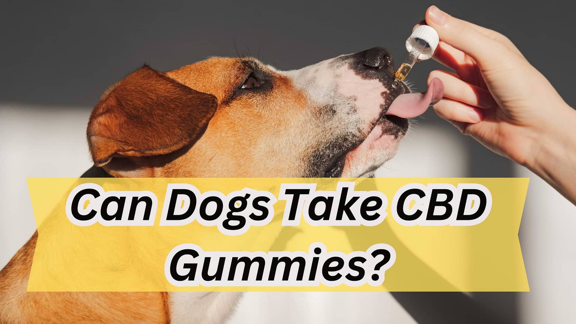 Can Dogs Take CBD Gummies?