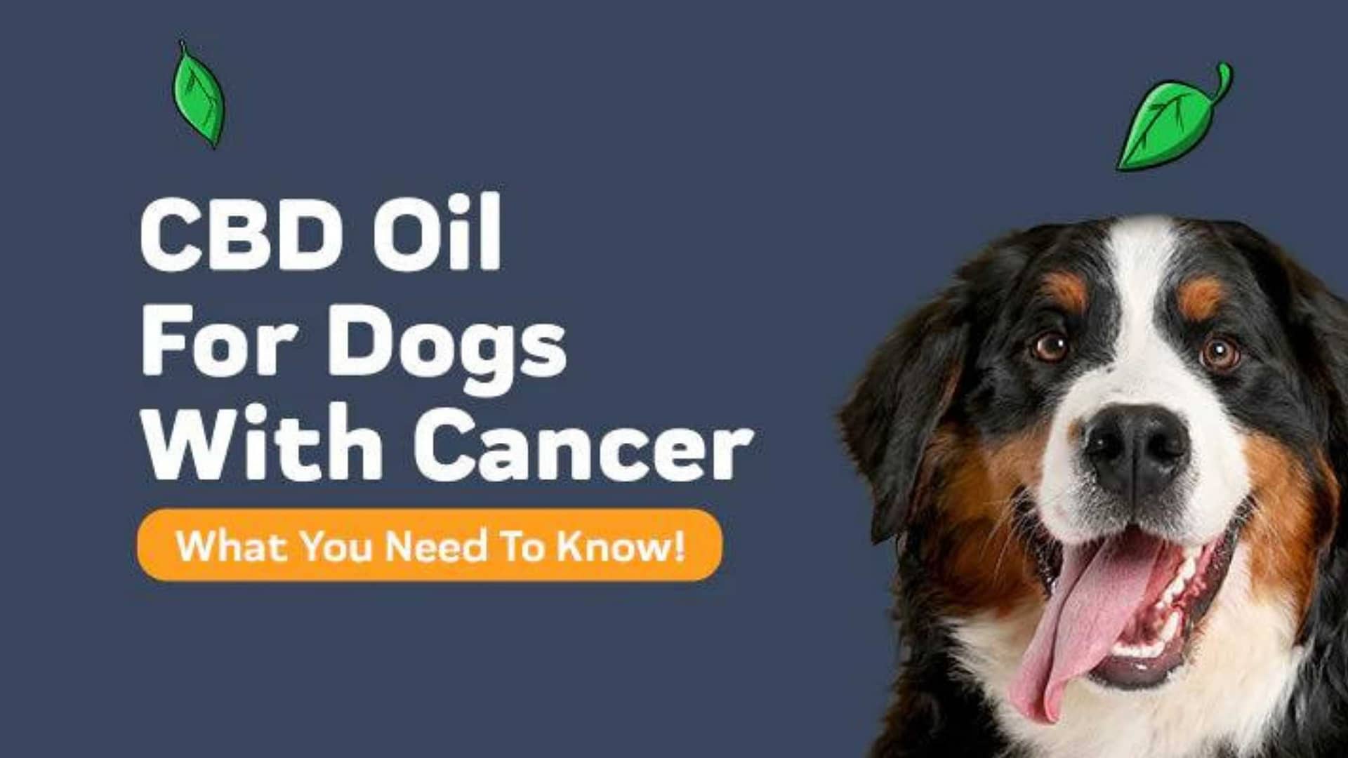 CBD Oil for Dogs with Cancer