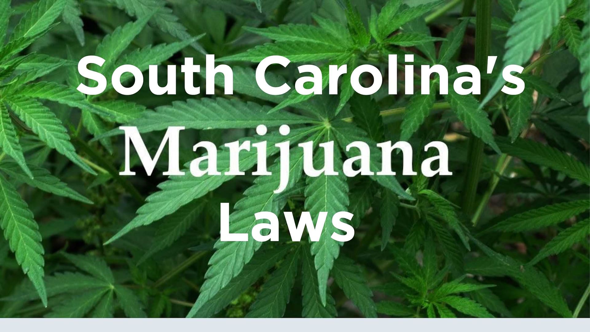 South Carolina Marijuana Laws