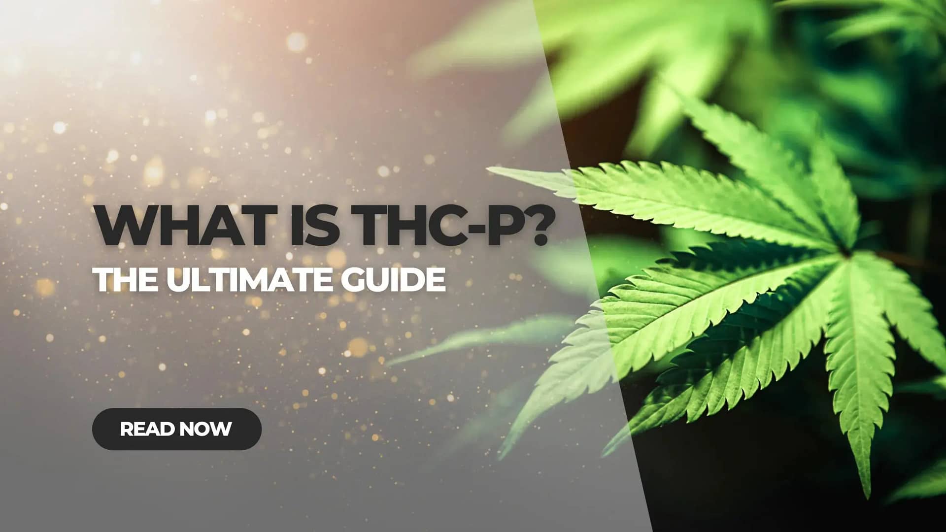 What is THCP?