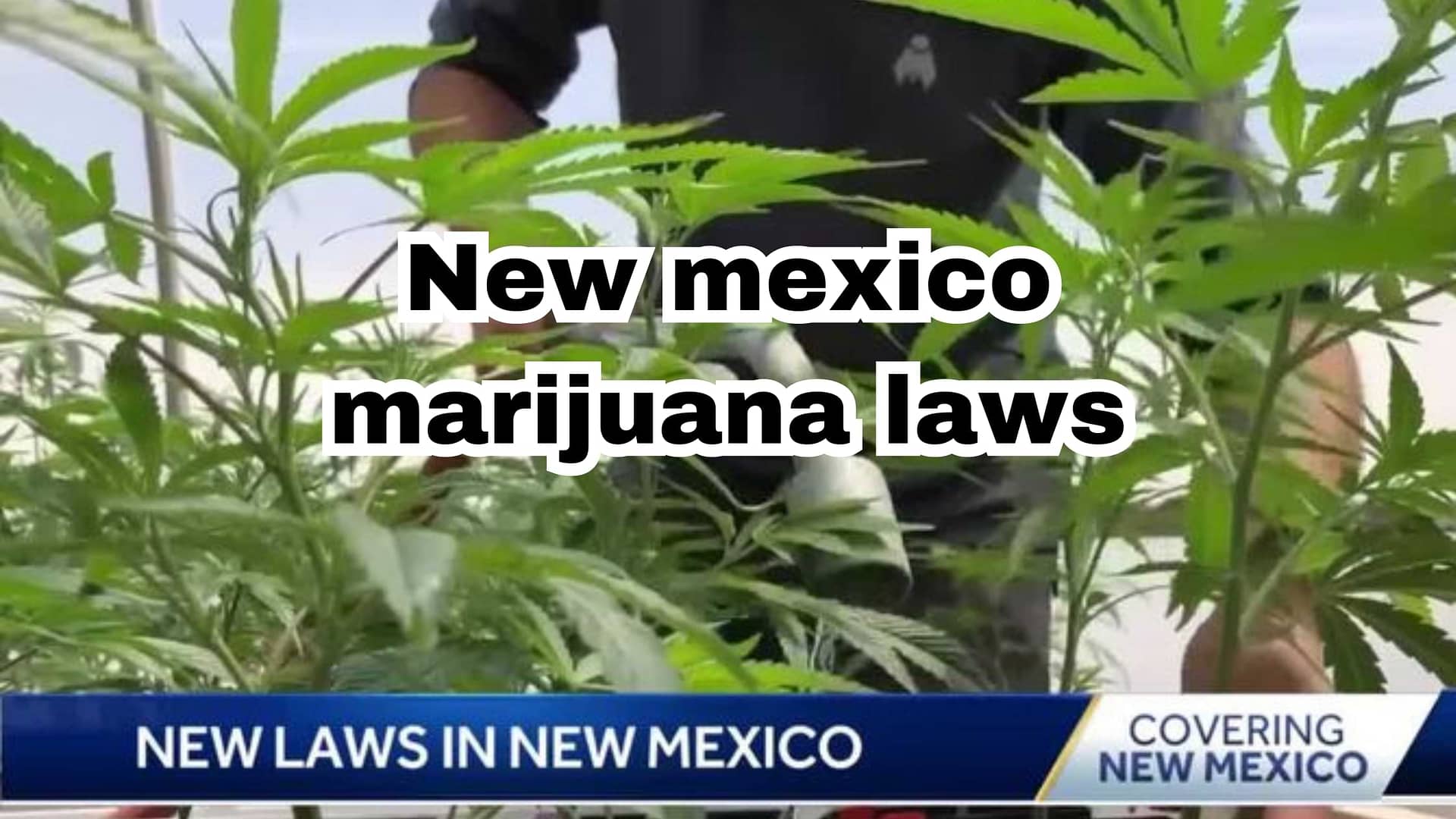 new mexico marijuana laws