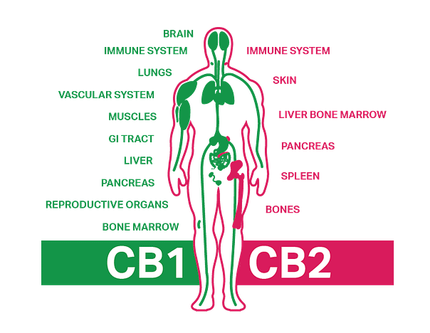 Exploring the Endocannabinoid System: Your Body's Regulator