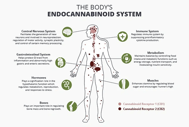 Unlocking the Mysteries of the Endocannabinoid System