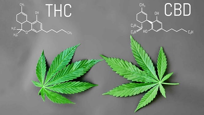 What Is THC and CBD ?