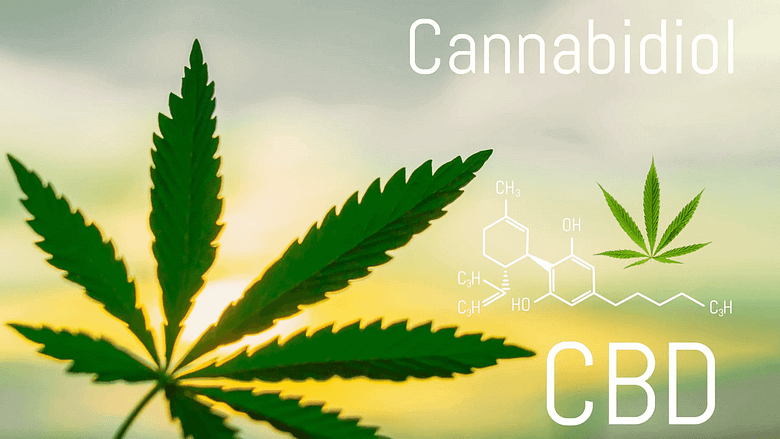 The Basics of Cannabidiol and CBD Gummies