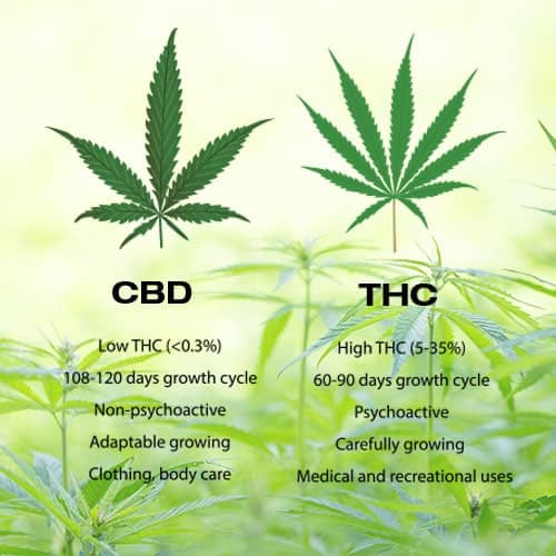 What is CBD and How Does it Differ from THC?