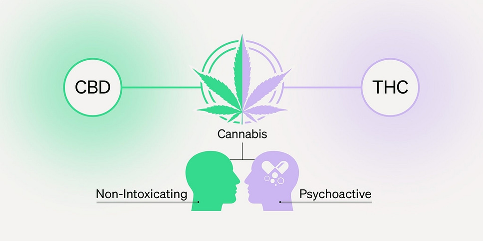 What Are CBD and THC?