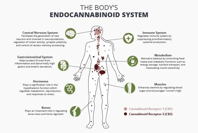 Endocannabinoid System