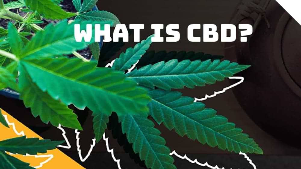 What is CBD?