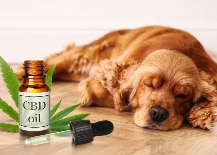 Can You Overdose Your Dog on CBD?