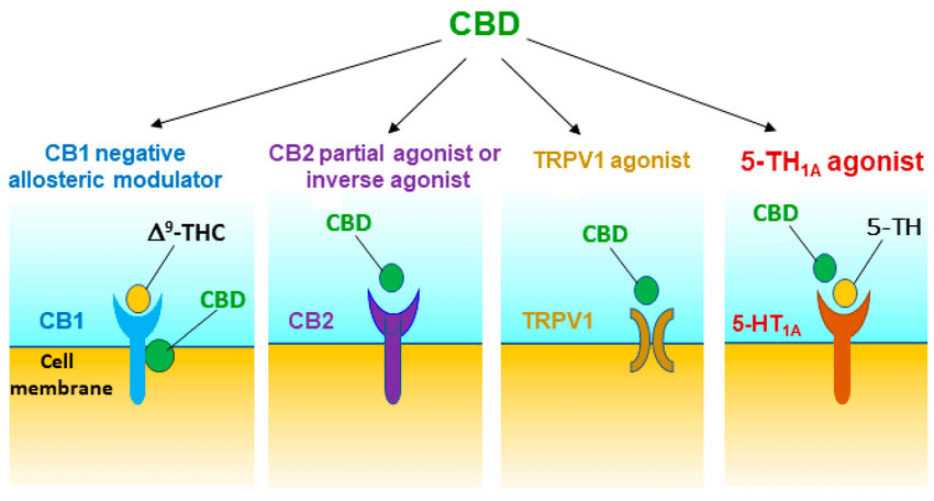 CBD and Its Mechanism of Action